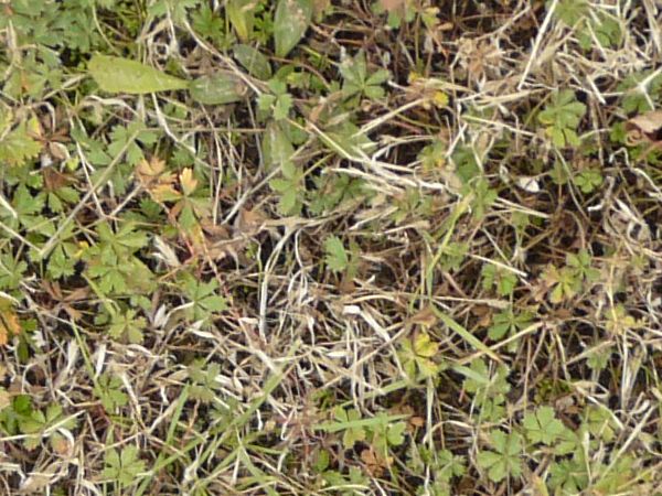 Mixed grass texture with leaf-like grass and dry patches.