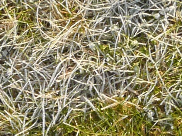 Texture consisting of short grass with dry spots.