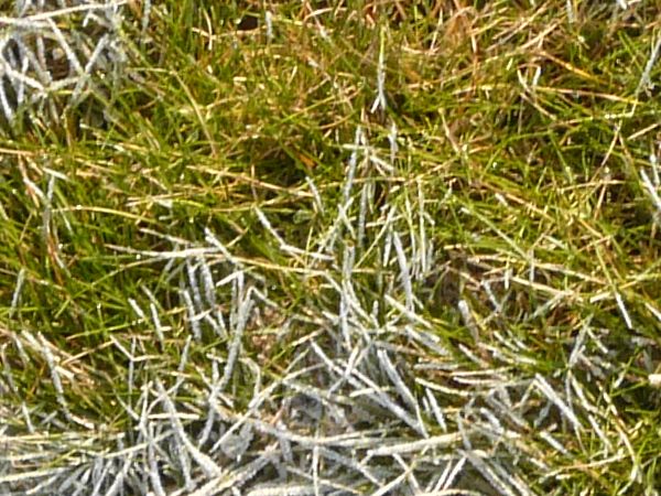 Texture consisting of short grass with dry spots.