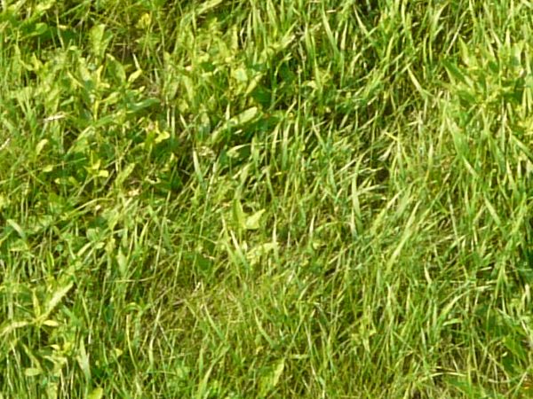 Turf containing mixed grass types and lengths.