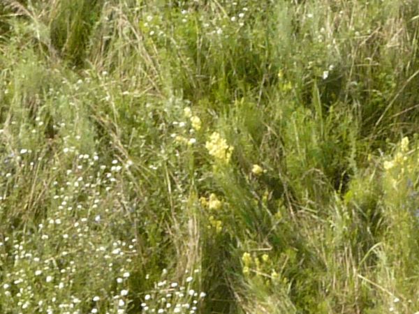 Long grass in full green color and small white flowers.