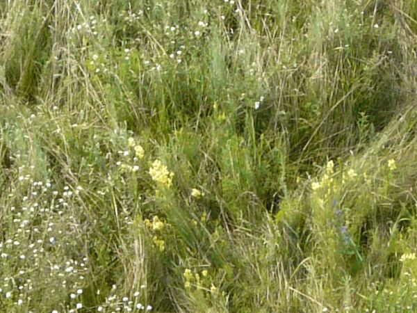 Long grass in full green color and small white flowers.