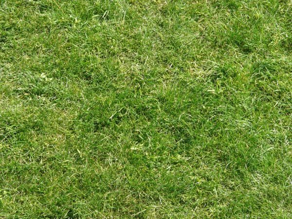 Seamless lawn texture containing consistent, long green grass.