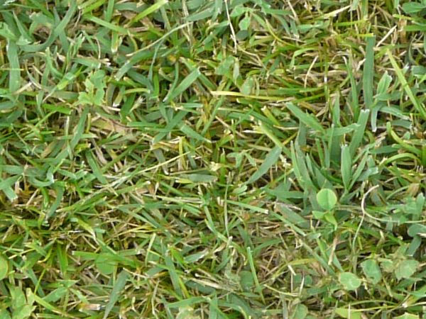 Seamless turf texture with mixed grass types and few, dry blades strewn throughout.