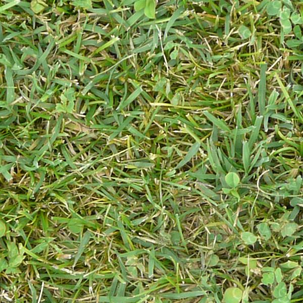Seamless turf texture with mixed grass types and few, dry blades strewn throughout.