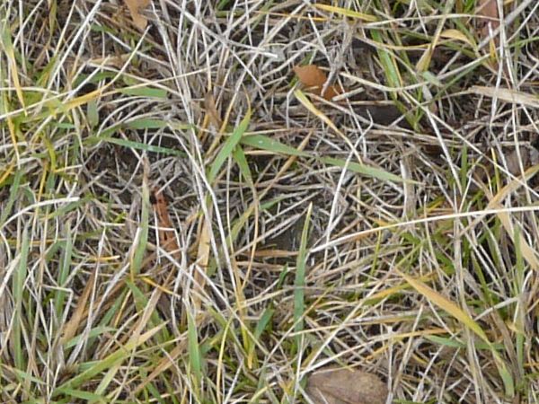 Seamless texture of lawn of mostly dry grass with few green blades.