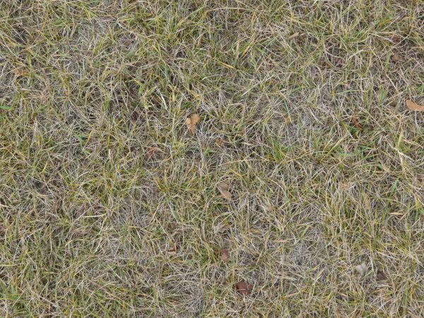 Seamless texture of lawn of mostly dry grass with few green blades.