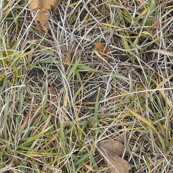 Seamless texture of lawn of mostly dry grass with few green blades.