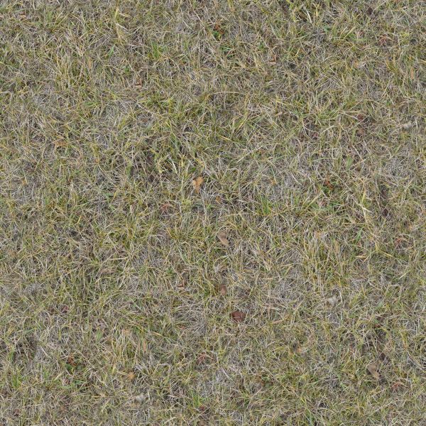 Seamless texture of lawn of mostly dry grass with few green blades.