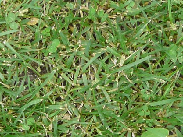 Seamless textures of turf with green, mixed-grass and few dry blades.