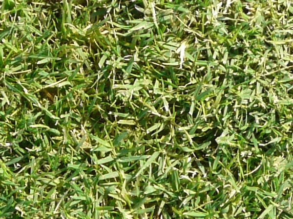 Short, consistent grass texture in light green color.