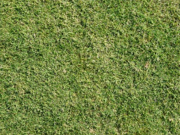 Short, consistent grass texture in light green color.