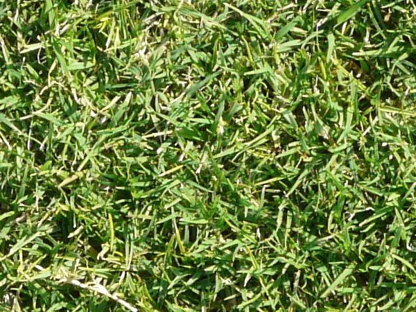 Short, consistent grass texture in light green color.