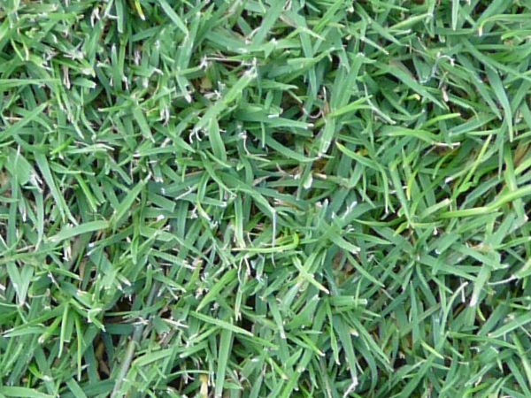 Lawn with long grass of consistent blue-green color and full texture.