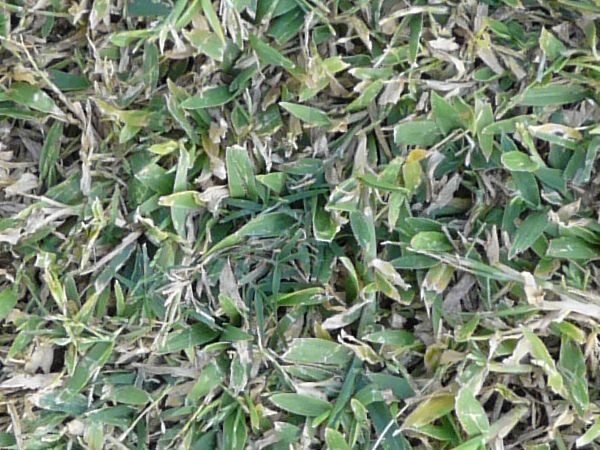 Turf with wide blades and green grass mixed with dry grass.