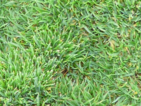 Lawn with consistent green grass with long blades and flattened in some areas.