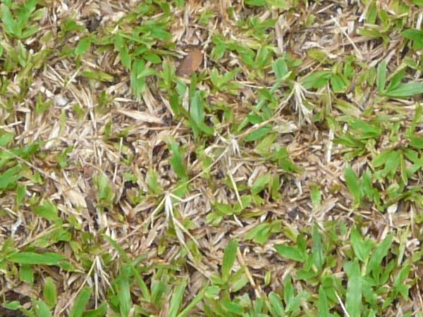 Short green grass consisting of different grass types with large dry patches.