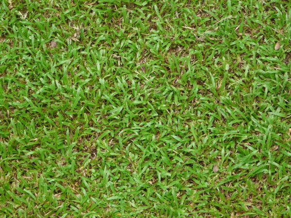 Green grass with thick blades of medium length and dry grass underneath.