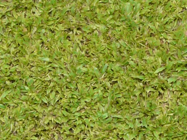 Short, flattened green grass with thick blades. Texture is consistent throughout.