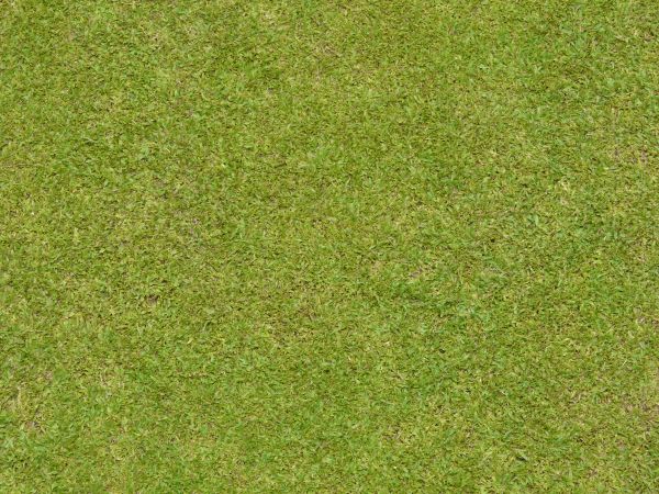 Short, flattened green grass with thick blades. Texture is consistent throughout.
