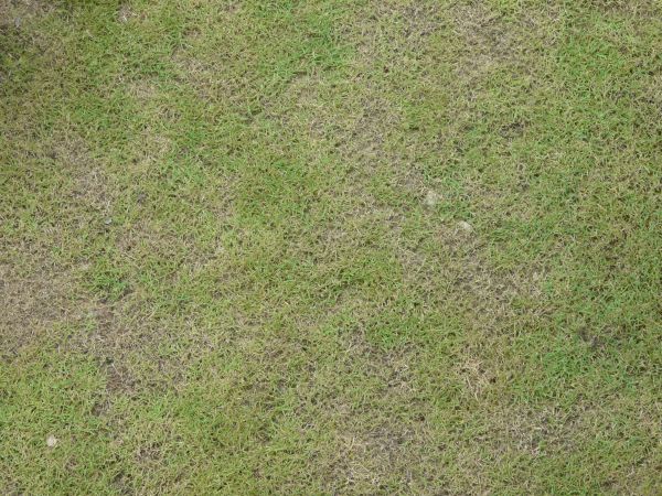 Grass Textures Texturelib
