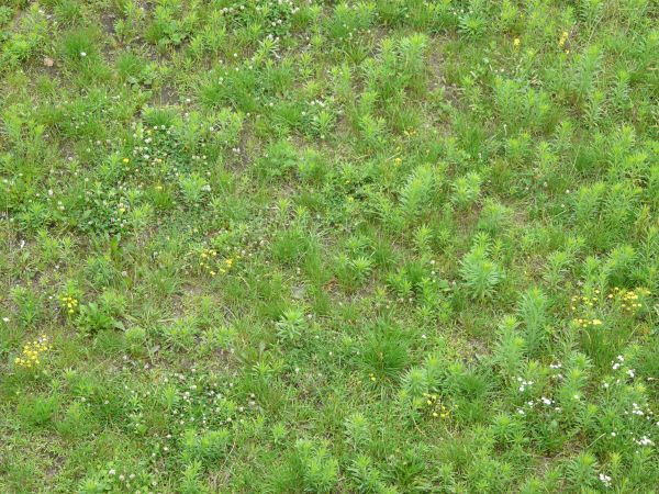 Short green grass consisting of different grass types and small white flowers.