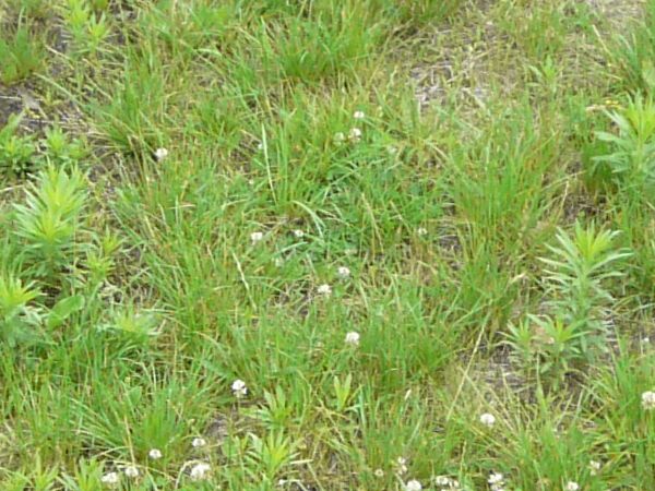 Light green grass with some dry spots and various plant species, including small white flowers.