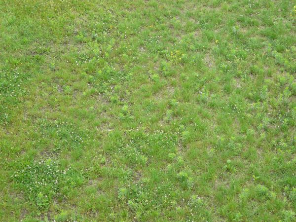 Light green grass with some dry spots and various plant species, including small white flowers.