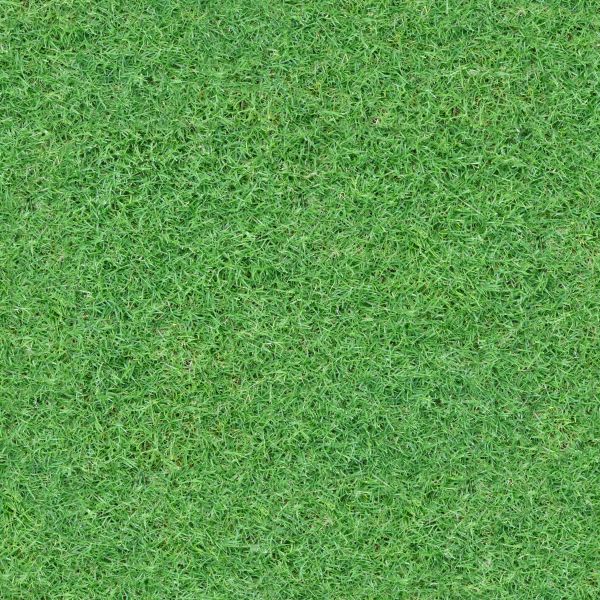 grass  texture