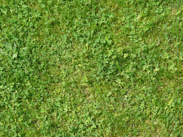 grass  texture