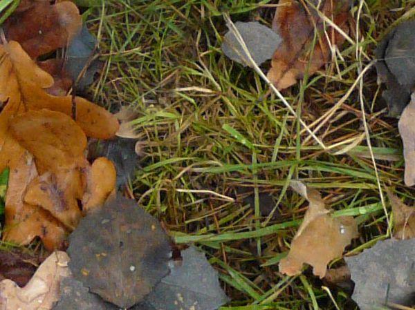 Ground texture of green grass partly-covered with dry leaves of different types and colors.