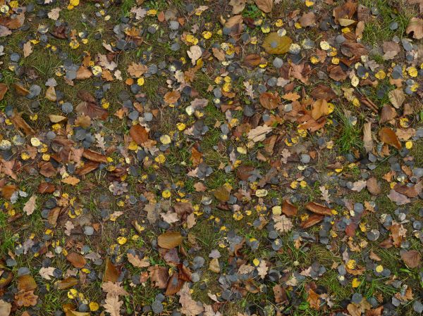 Ground texture of green grass partly-covered with dry leaves of different types and colors.
