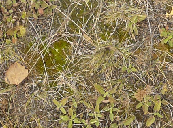 Ground texture of dry grass, leaves and spots of green moss.