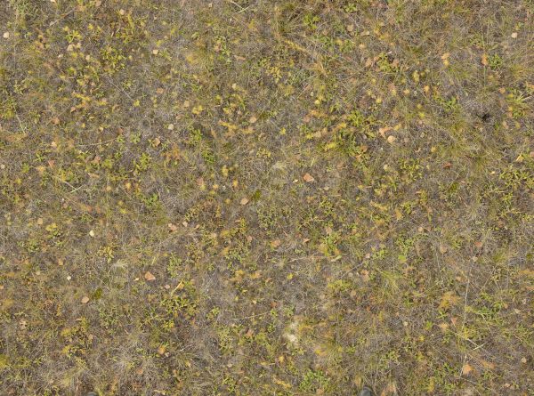 Ground texture of dry grass, leaves and spots of green moss.