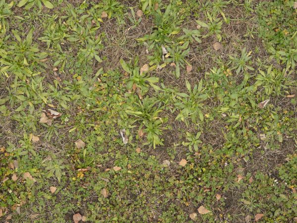 Forest ground texture with dry leaves in long tufts of mixed grass.