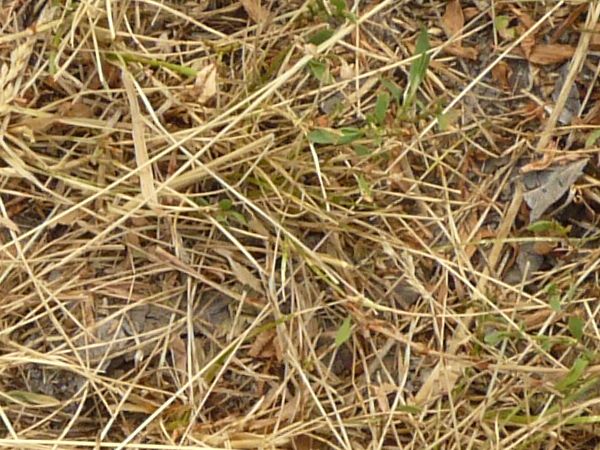 leaves on the grass texture