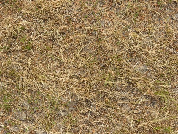 leaves on the grass texture