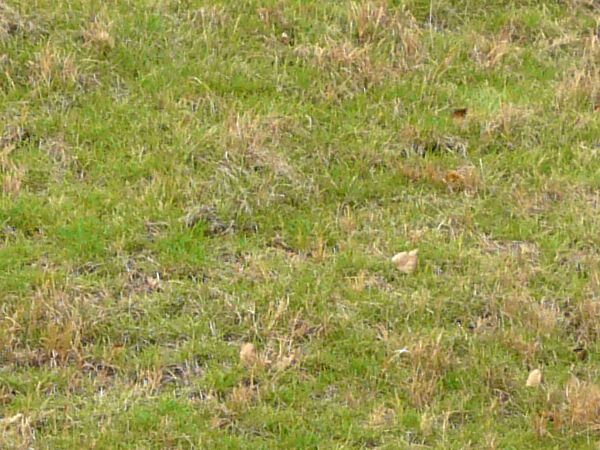 Green slope texture covered in fine, bright grass, with large areas of dried brown grass and dirt.