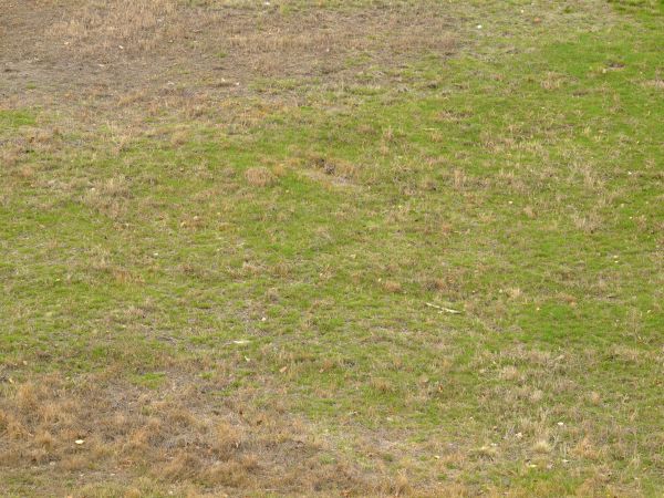 Green slope texture covered in fine, bright grass, with large areas of dried brown grass and dirt.