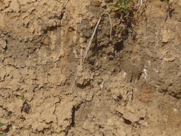 Tan slope texture covered in small green weeds, with various holes and recesses in its surface.