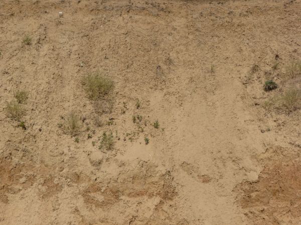Slope texture of rough tan and reddish dirt, with small gren weeds visible in its surface.