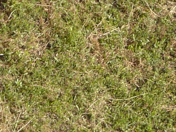 Slope texture, covered patchily by short green grasses, dried brown weeds and greyish dirt.