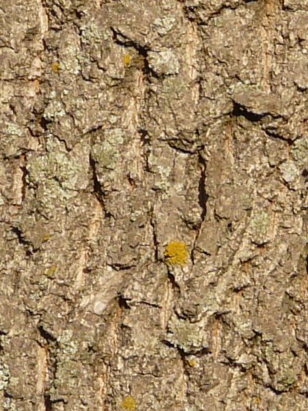 bark  texture