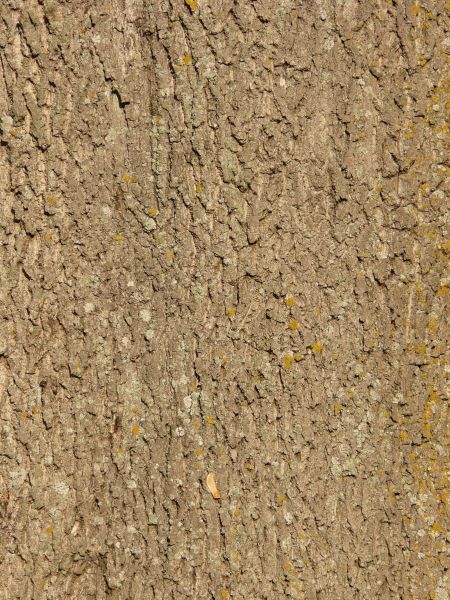 bark  texture