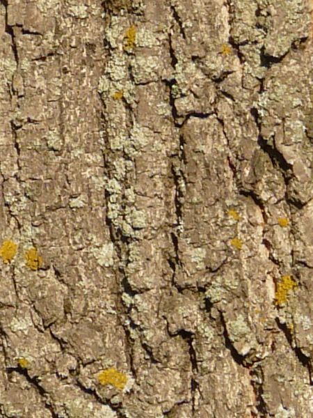 bark  texture