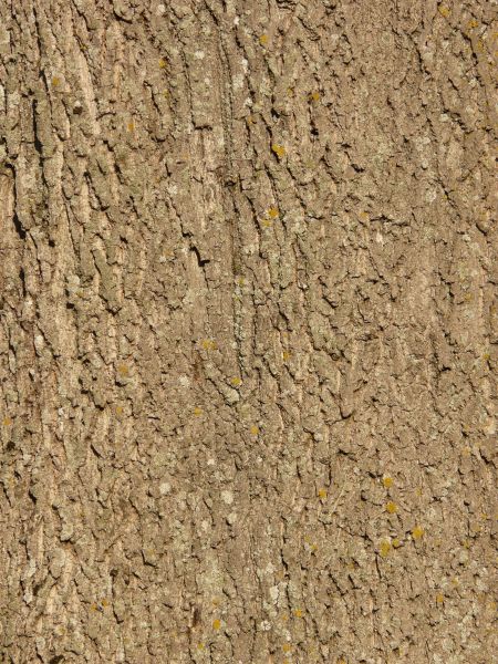 bark  texture