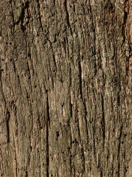 bark  texture