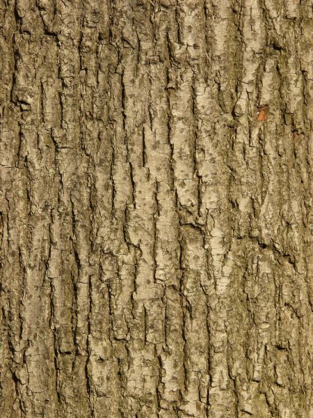 bark  texture