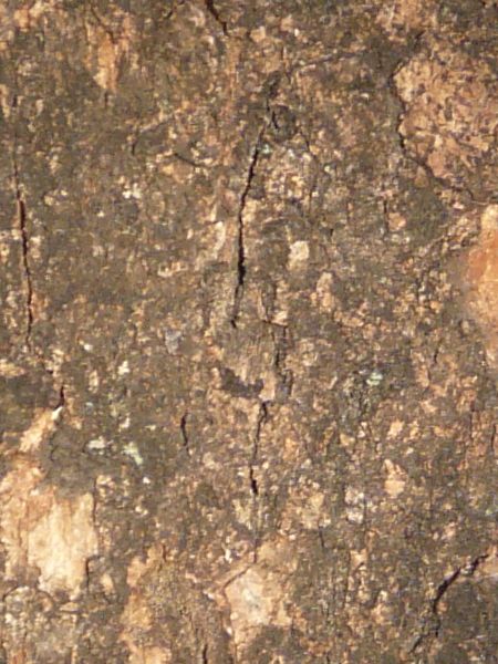 bark texture