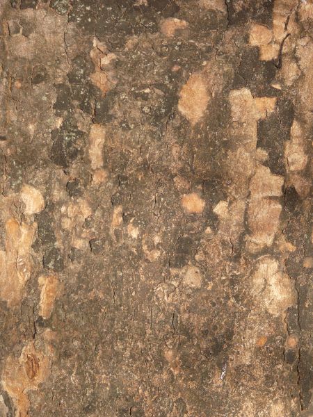 bark texture